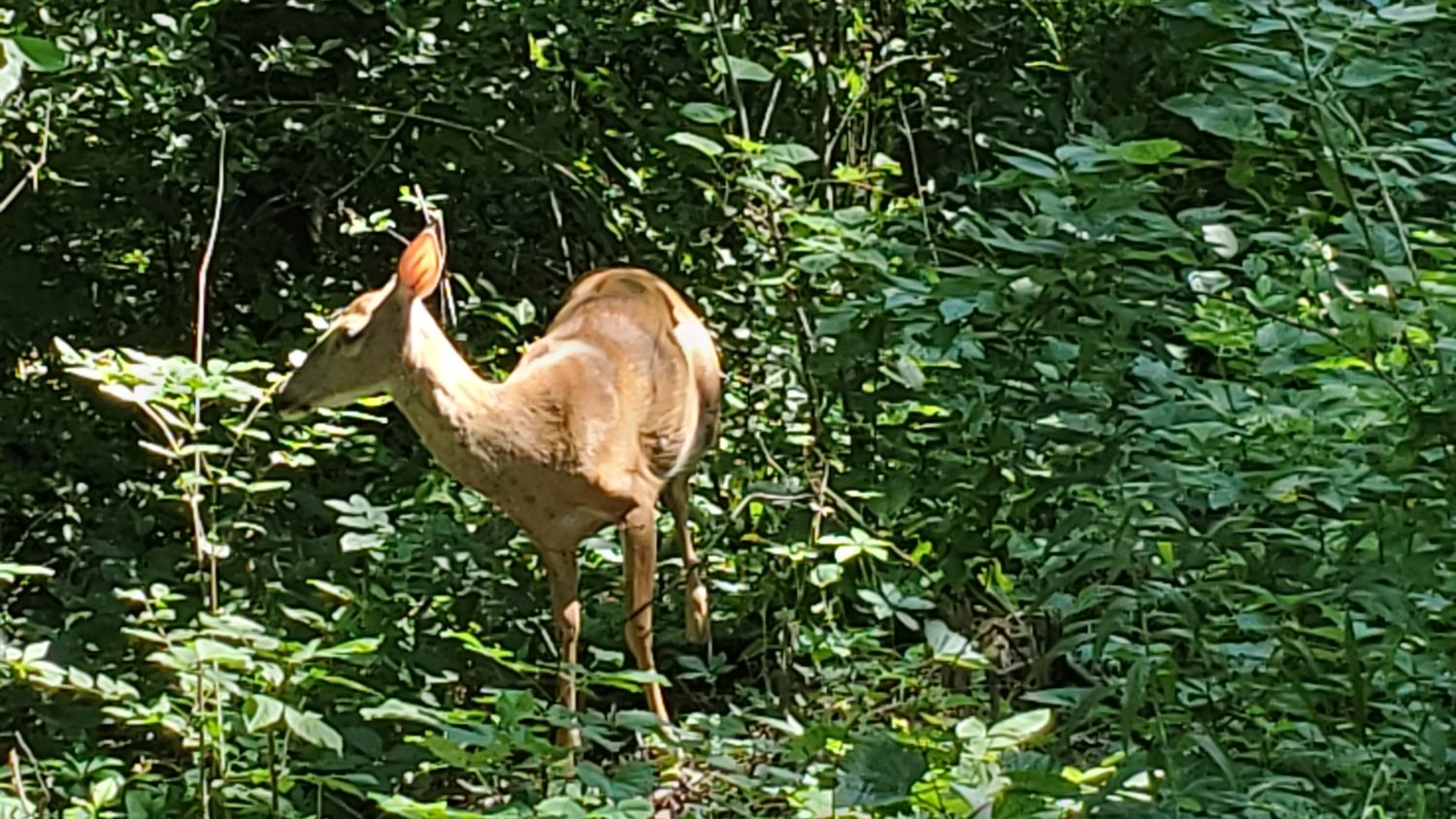 Bemis Forest Preserve Cook County 